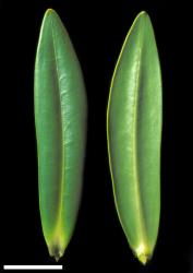 Veronica perbella. Leaf surfaces, adaxial (left) and abaxial (right). Scale = 10 mm.
 Image: W.M. Malcolm © Te Papa CC-BY-NC 3.0 NZ